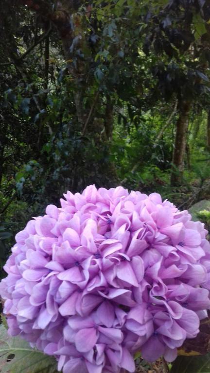 Campos do Jordão Pousada Toca Dos Tucanos מראה חיצוני תמונה